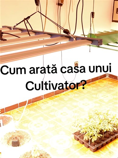 Cum arată casa unui Cultivator? #outdoor #cultivat #indoor #seminte