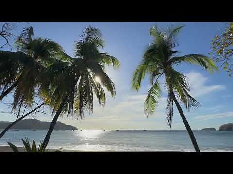 Palm Trees Blowing In The Wind. Wave Sounds Stock Footage