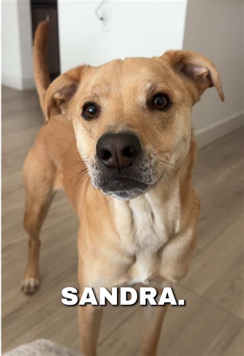 Smart Sassy Sandra 🤣 Always has her morning demands! #rescuedog #talkingdog