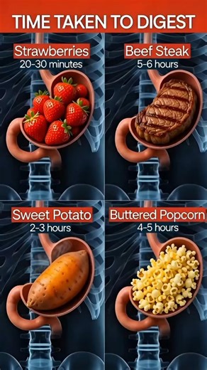 Digestion Time Explained | How Long Different Foods Stay in Your Stomach
