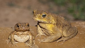 Cane toad genome sequencing makes tailor-made control viruses a possible solution for Australia