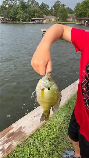 Long Live Richard Gene The Fishing Machine! #bluegill #lakeconroe #panfish #rgtfm