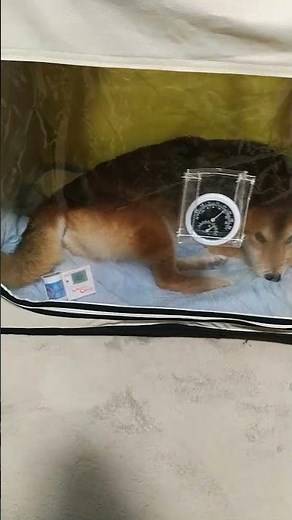 余命宣告の犬 呼吸が難しくなってきたので酸素室導入 水も食事も取れず毎日点滴