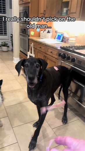 Funny Moments with Old Dogs