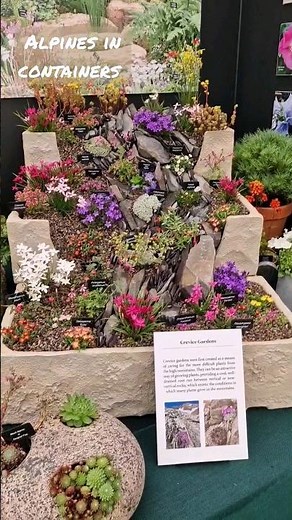 Thinking of growing alpine plants in containers? Here are some ideas