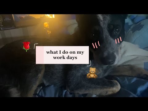 what I do on my work days 🌹 🧸 doggy content, a 2 star read & uni assignments