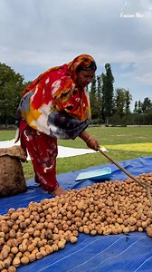 576K views · 9.1K reactions | Walnut harvesting season in Kashmir | Faizan Mir | Facebook