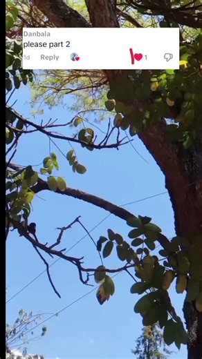 hinsene official on TikTok