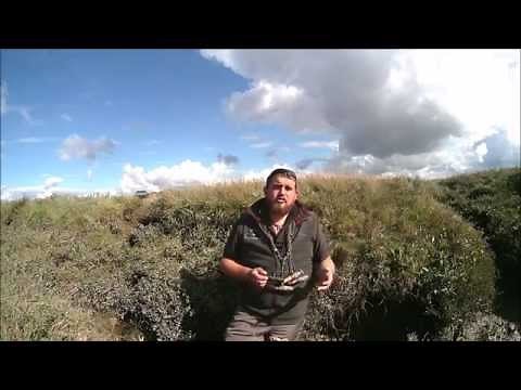 Wildfowling: Goose calling