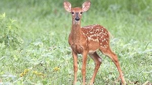 Are bears, bobcats and coyotes killing too many fawns in Pennsylvania?