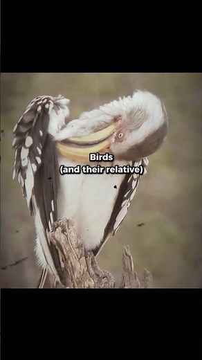 Modern Animals And Their Prehistoric Relatives...💀