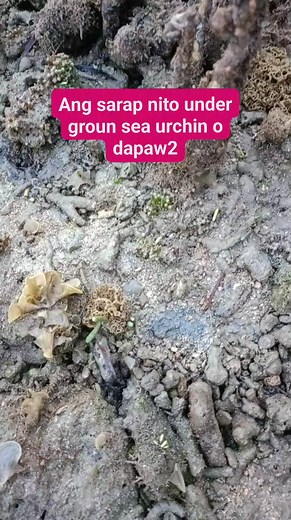#dapawdapaw #undergroundseaurchin #howtofindDapawdapawtutorial #fbreelsundergroundseaurchin | Rudnie Cabajug