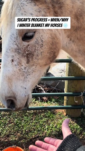 Sugar's Progress and Winter Blanket Guide for Horses