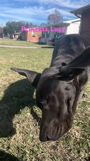 Princess Lucy the toy Great Dane makes a special visit! -Kenny G's Garden