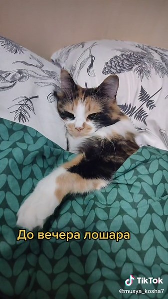 Cat's Relaxation Routine Before Sleep