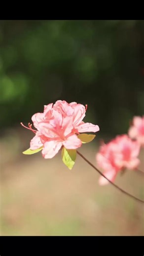 鶴峯公園にて 写真★ 春の日 2026.5.11 #鶴峯公園 #岡谷市 #長野観光 #つつじ祭り #信州の春