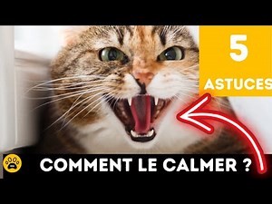 HOW TO CALM A HYPERACTIVE KITTEN OR AN AGGRESSIVE OR AGITATED CAT 👉 5 Real Tips