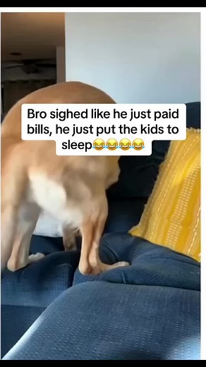 Funny Dog Moments That Will Make You Smile