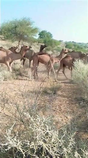 #nothingimposibleinthisworld #camelslife