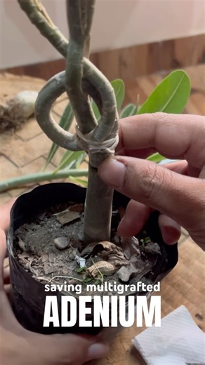 saving multigrafted ADENIUM #grafted #adenium #adeniumgrafting #adeniumlover #gardening #plantvlog