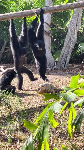 Iguanas Playtime with Gibbons at the Zoo