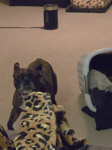 why does he always go for the clean laundry 🫢 #frenchton #dog #happyboy #bone