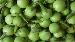 குடல்புண்களை ஆற்றும் அற்புத மருத்துவகுணம் நிறைந்த சுண்டைக்காய் !!