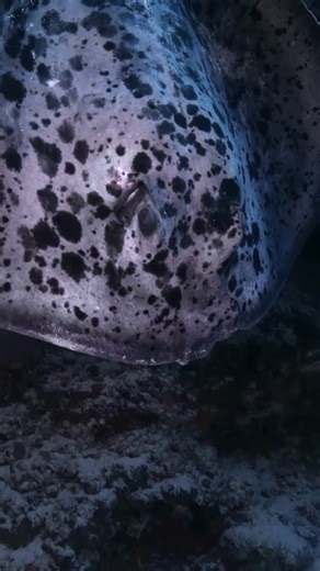 Predatory Fins ® | Rare & Exotic Fish Store on Instagram: "Do you know what this stingray is called? #aquarium #monsterfish #stingray #rarefish #ocean #oceanlife #saltwater"