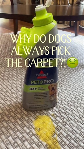 The Best Way to Clean Dog Vomit From Carpet #shorts
