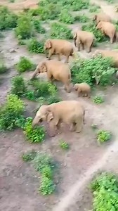200 Elephant Babare Etna Hati First Time Dek Raha Hungama Omg | ମୁଁAll International