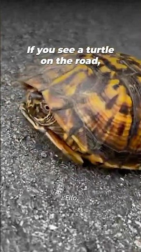 Turtles are on the move 🐢💚