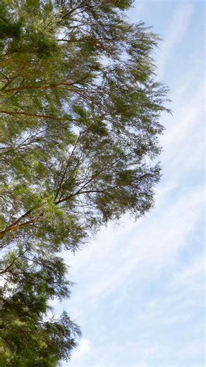 Nestled in bush and bird song, this is a property with truly rare attributes for Henderson Valley. Well appointed and generously proportioned, this family home boasts multiple entertaining zones, an abundance of sunlight and the luxury of flat lawn for the kids and pets. You are in for a real treat. The owners have purchased and their instruction for a sale on auction day or earlier is highly encouraged. Showcasing an incredible amount of character, this calm and considered open plan design elev