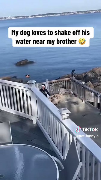 Hilarious Dog Prank That Will Make You Laugh Out Loud