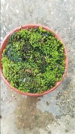 Moss reproduction #shorts #nature #satisfying