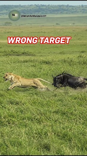 Wildebeest Chases Lioness Across the Savannah | Unbelievable Wildlife Moment