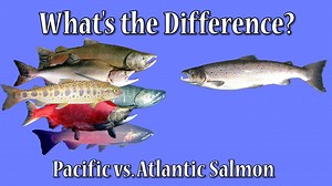 What is the difference between Pacific salmon and Atlantic salmon? [2025] | QAQooking.wiki