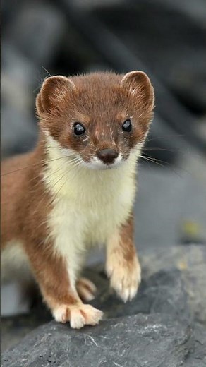 Interesting Facts About The Adorable Ermine