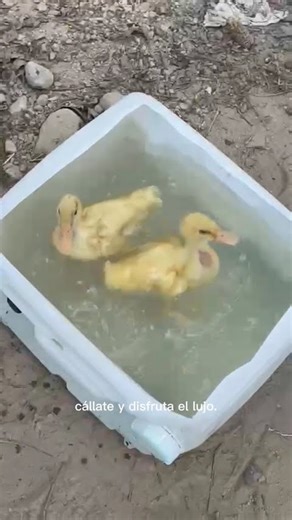 PASEO de LUJO... versión HUMILDE.#Patitos #Humor #Gracioso #Desdeelcascaron#Viral #FYP #ParaTi #Risa