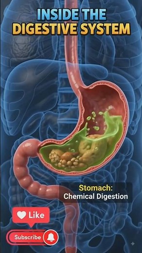Digestive System of the Human Body in 3D Animation #shorts