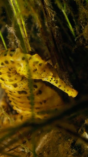 Great Southern Reef Foundation | The Big-bellied Seahorse is one of the largest seahorse species in the world, reaching up to 35 cm in length. Recognisable by its yellow... | Instagram