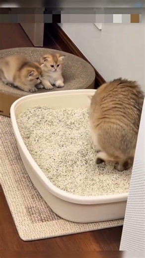 🐱 “Mommy Cat’s First Lesson” #ytshorts #cat #english #usashorts #shorts #youtubeviral