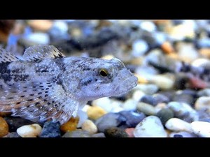 カジカの稚魚の飼育 3カ月目 稚魚の成長記録 part6