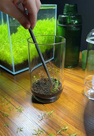 Aquascaping with Rotala and Java Fern in a Glass Vase