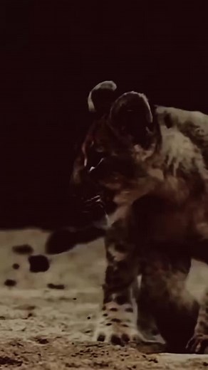 Leopard Digging and Exploring Outdoors