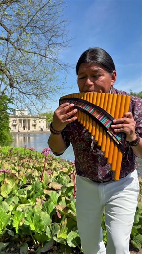 La paloma #zampoña #nativeflutes #quena #quenacho #panflute #livemusic