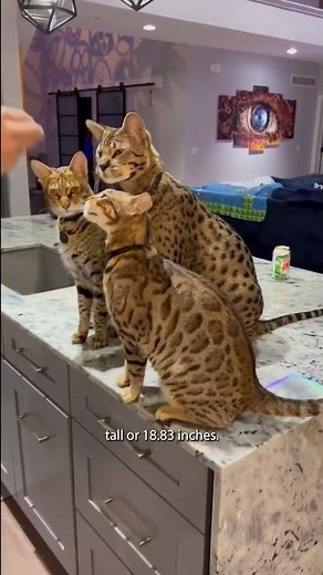 World’s tallest living domestic cat lives in Michigan