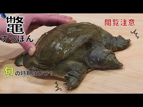[Soft-shelled turtle] How to fillet and kill it alive [Viewer discretion advised] #Soft-shelled t...