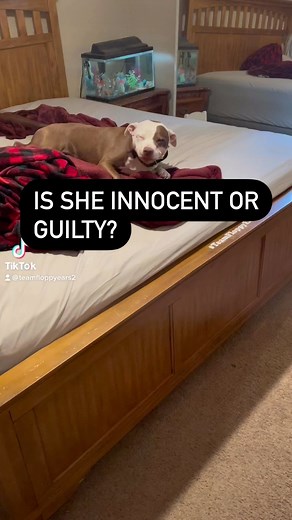 Guilty until proven innocent? *Disclaimer* No dogs In this video were punished as a result of human error. | Team Floppy Ears