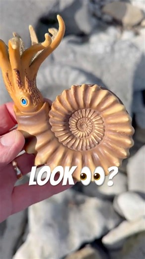 A plastic ammonite model and a really large fossil ! #fossilhunter#fossilhunter#beachfinds