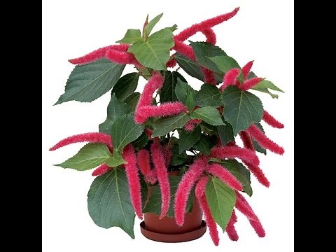 Growing the Chenille Plant (Acalypha hispida)
